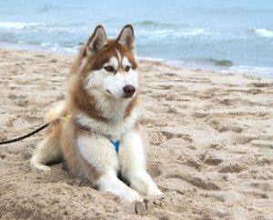 Słoneczna Polana Słajszewo Morze Bałtyckie plaża Domki do wynajęcia pies spacer plaża